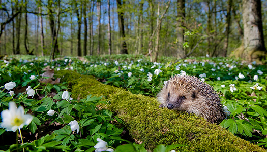 Hedgehog resting on a mossy log in the forest surrounded by flowers