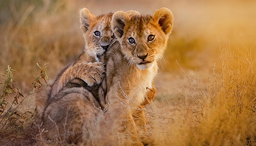 two lion cubs hugging