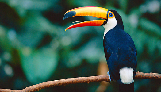 toucan resting on a branch in front of large, green trees