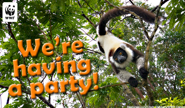 Lemur ecard that says 'Send an ecard'