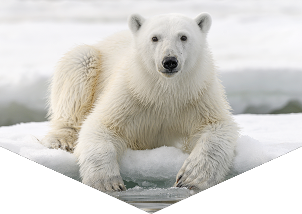 polar bear, lying on the ice