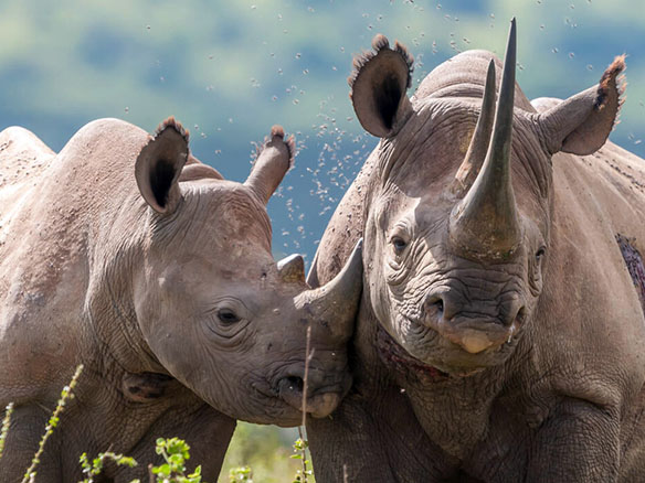 Two rhinos standing in tall grass looking towards the camera