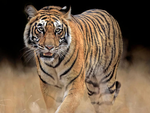 A tiger looking at the camera