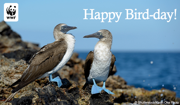 Blue-footed booby ecard
