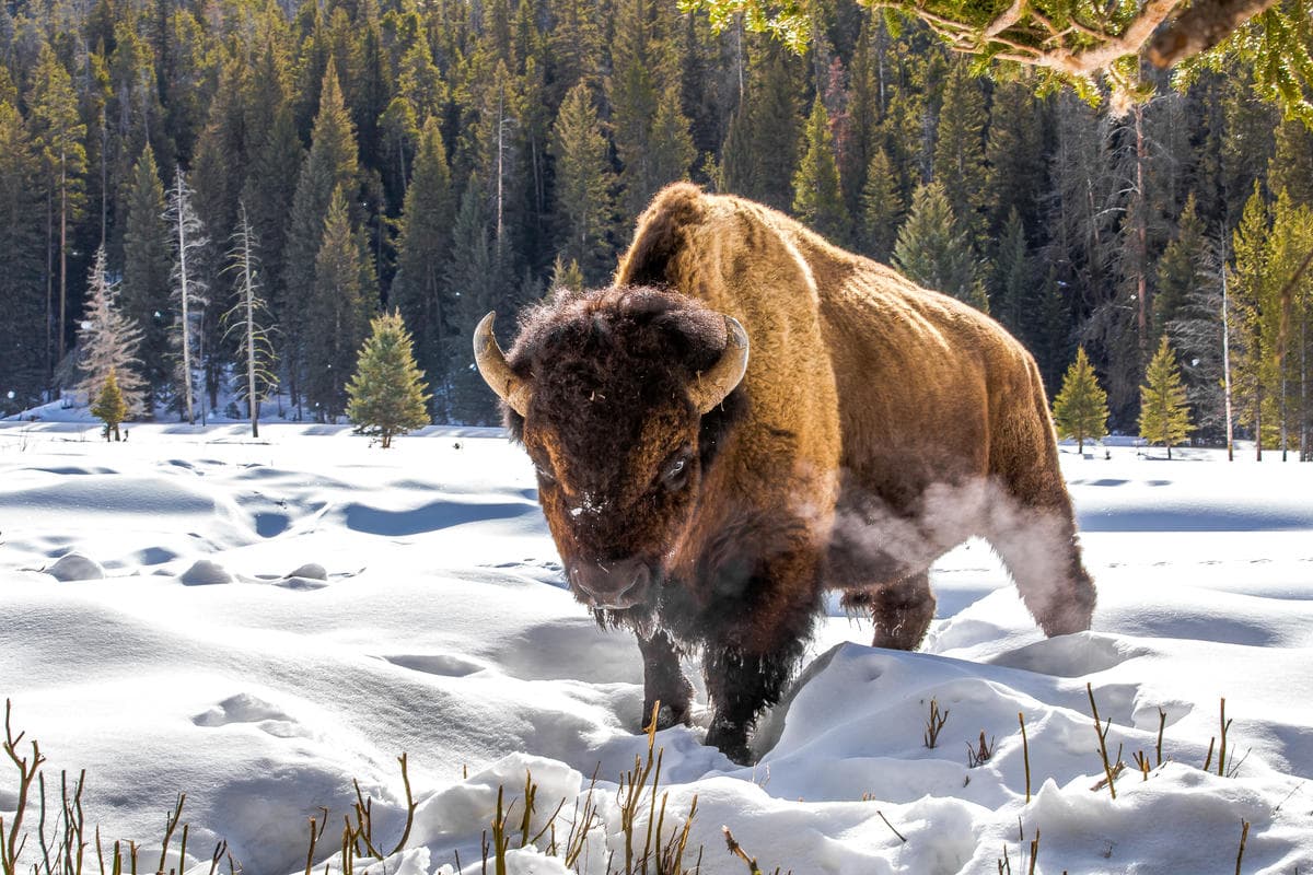A plains bison stands in snow with an evergreen forest in the background