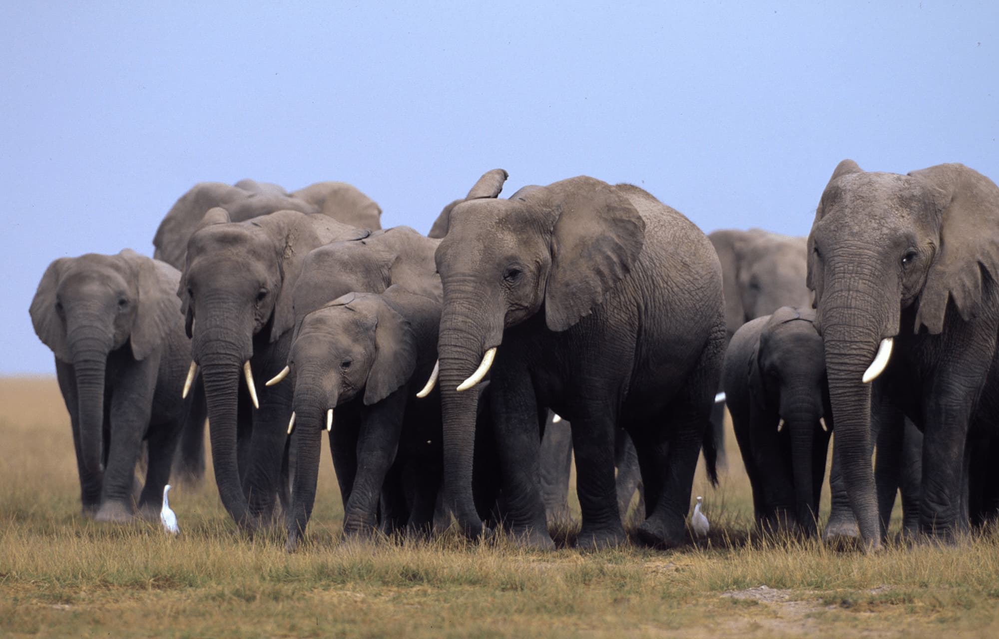 Herd of elephants.
