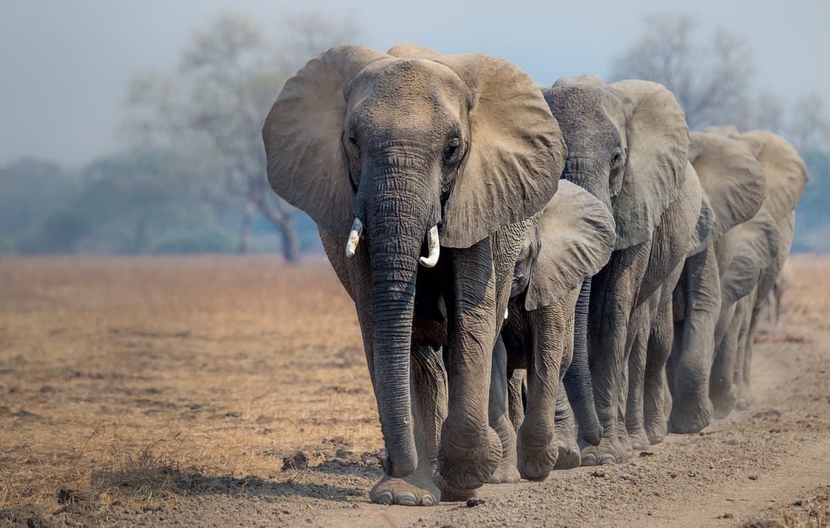 A herd of elephants following each other in a line