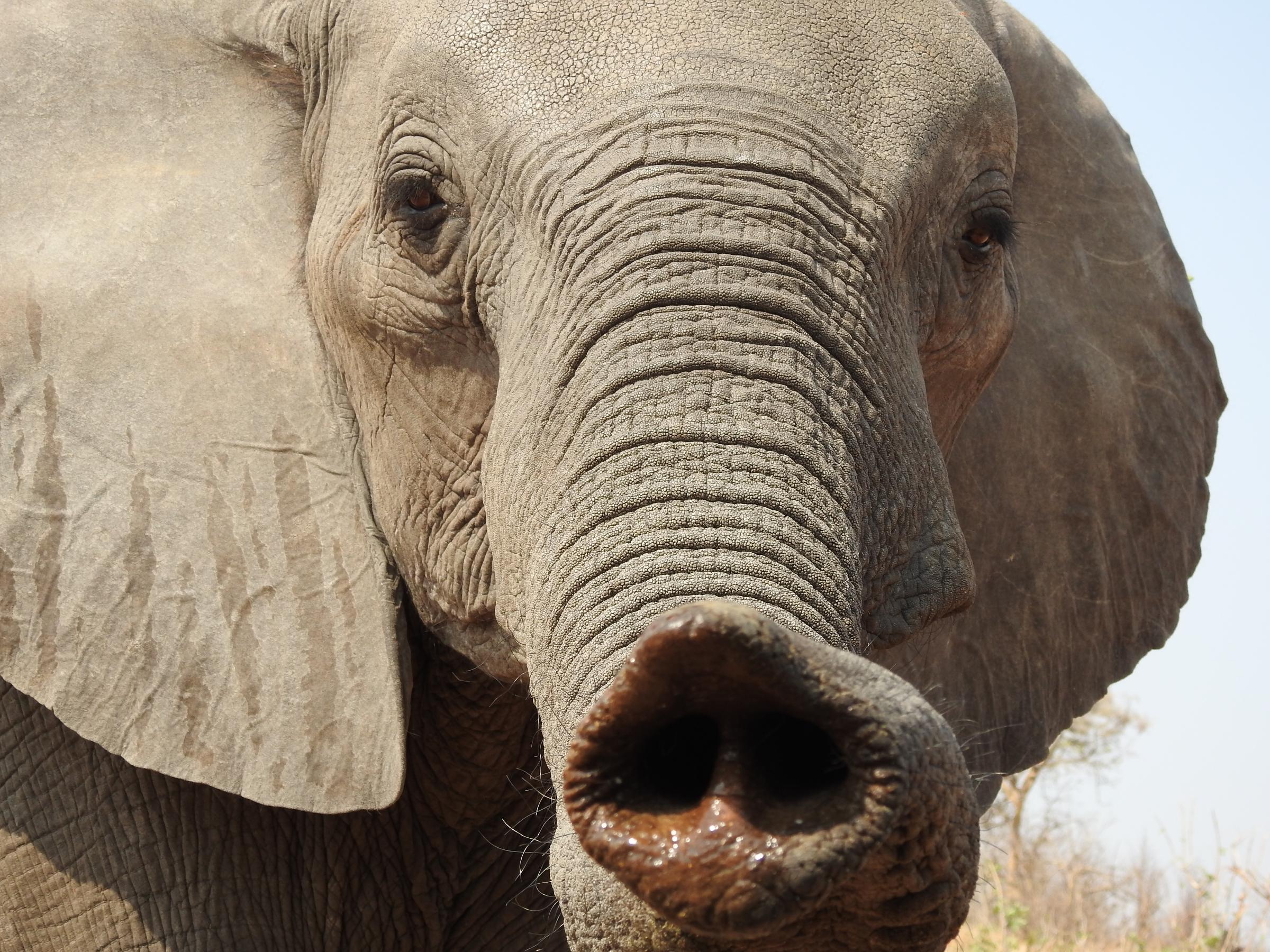 elephant trunk