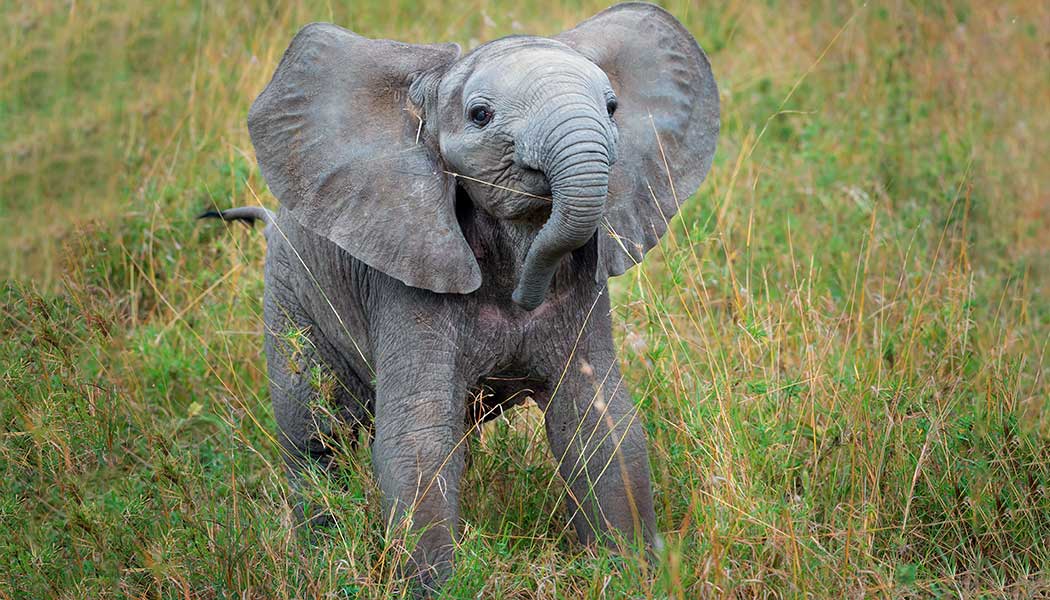 Take the Next Step for Elephants | World Wildlife Fund