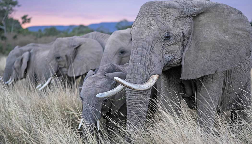 African elephant herd, eating