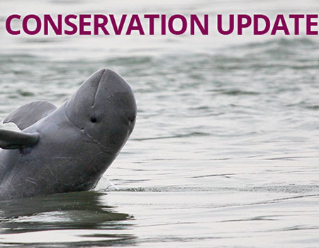Irrawaddy dolphin and text that reads 'Conservation Update'