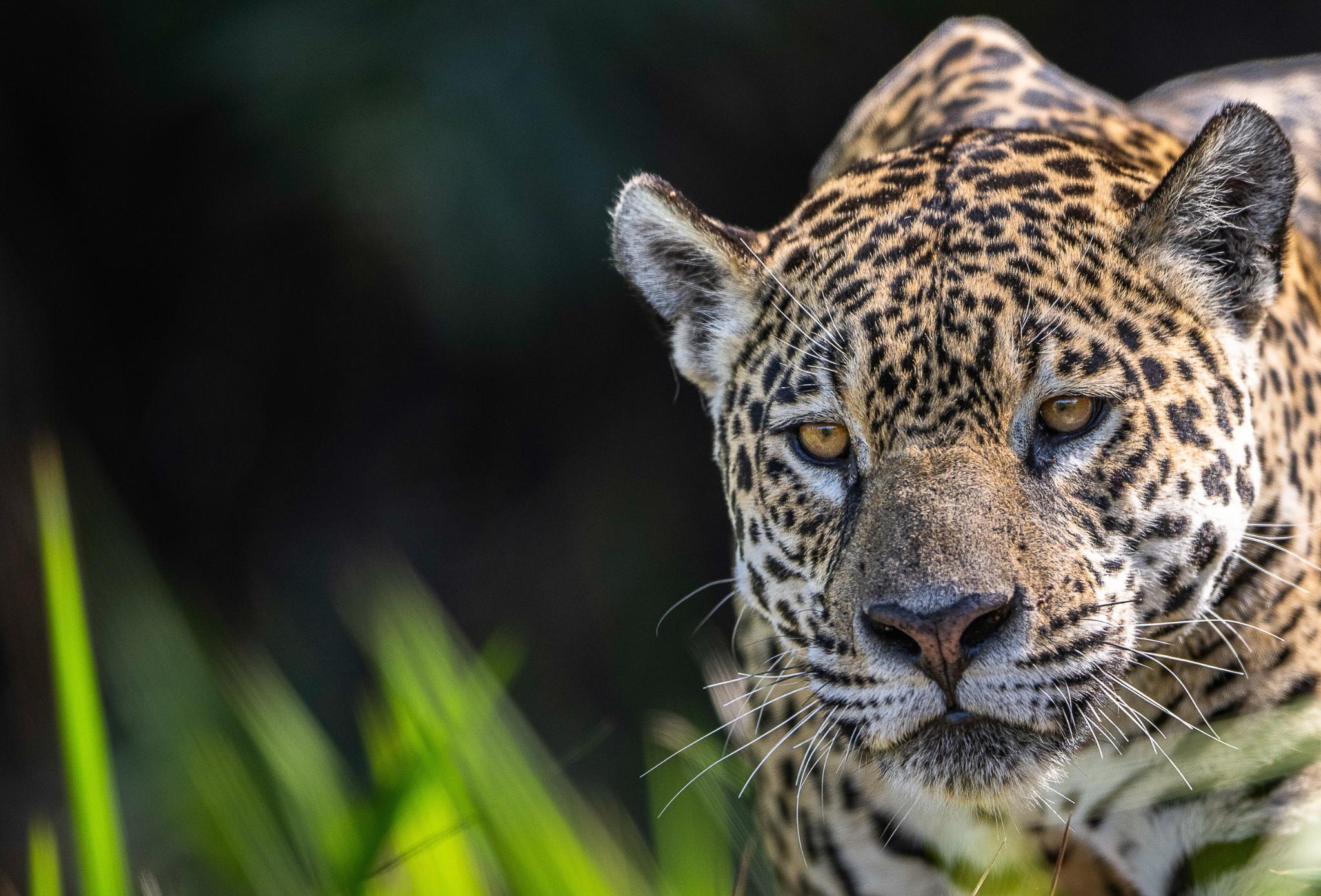 jaguar lurking in grass