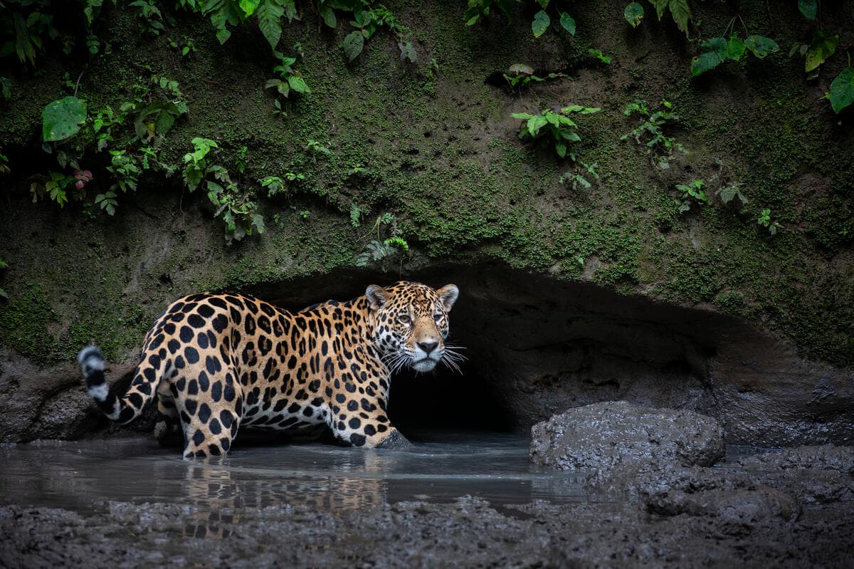 A jaguar stands in water against a dark mossy background
