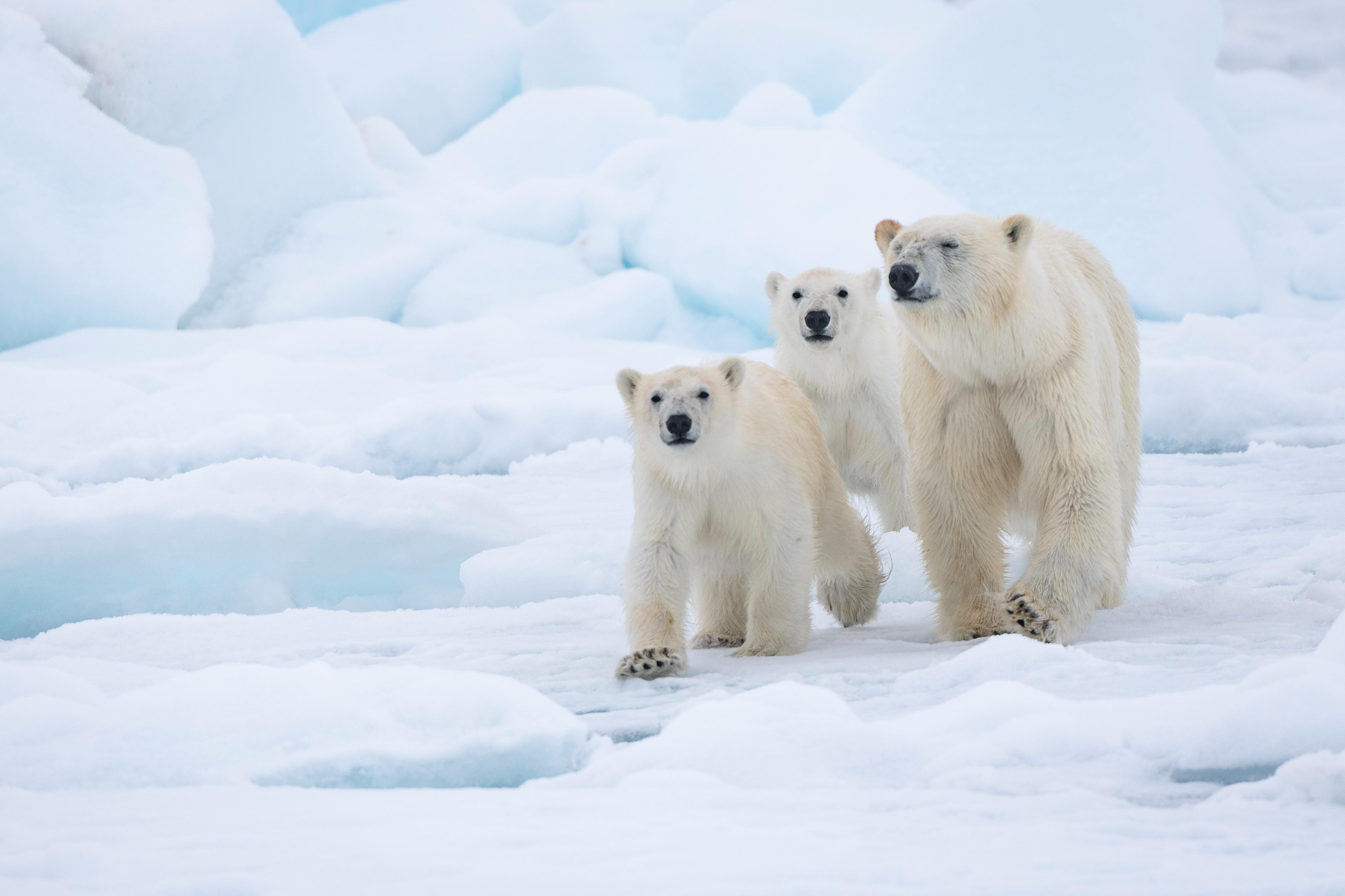 polar bear and cubs walking on ice floe