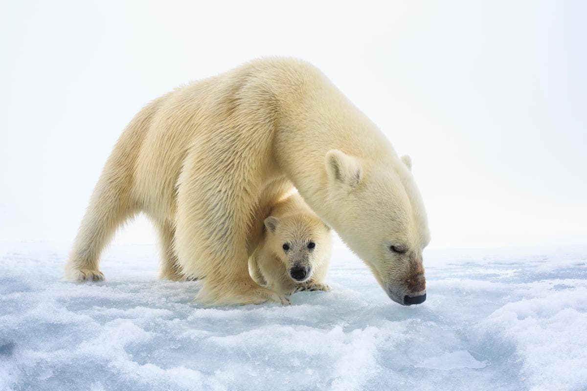 An adult polar bear stands over a newborn cub who is looking right at the camera