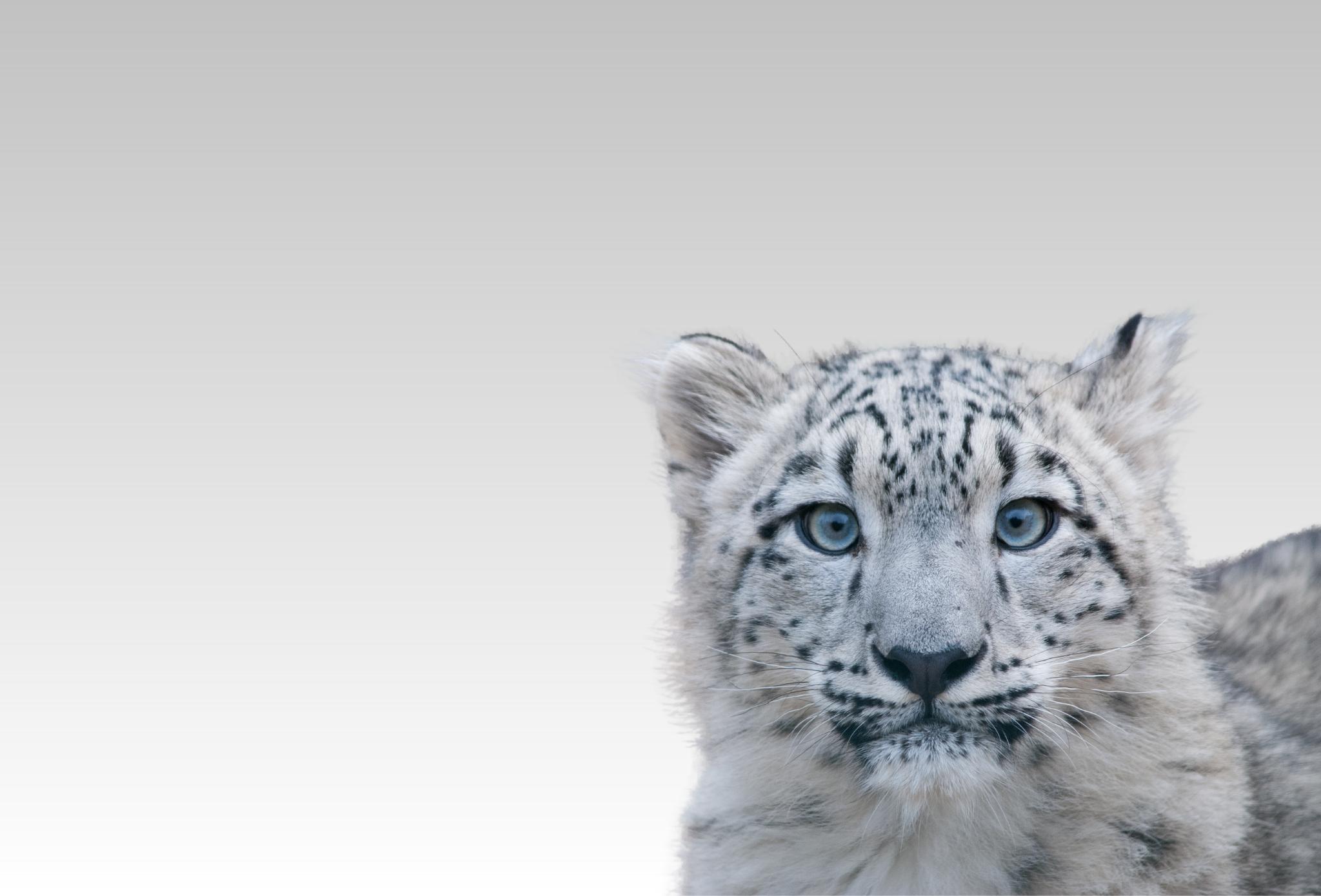 Close up portrait of a snow leopard cub
