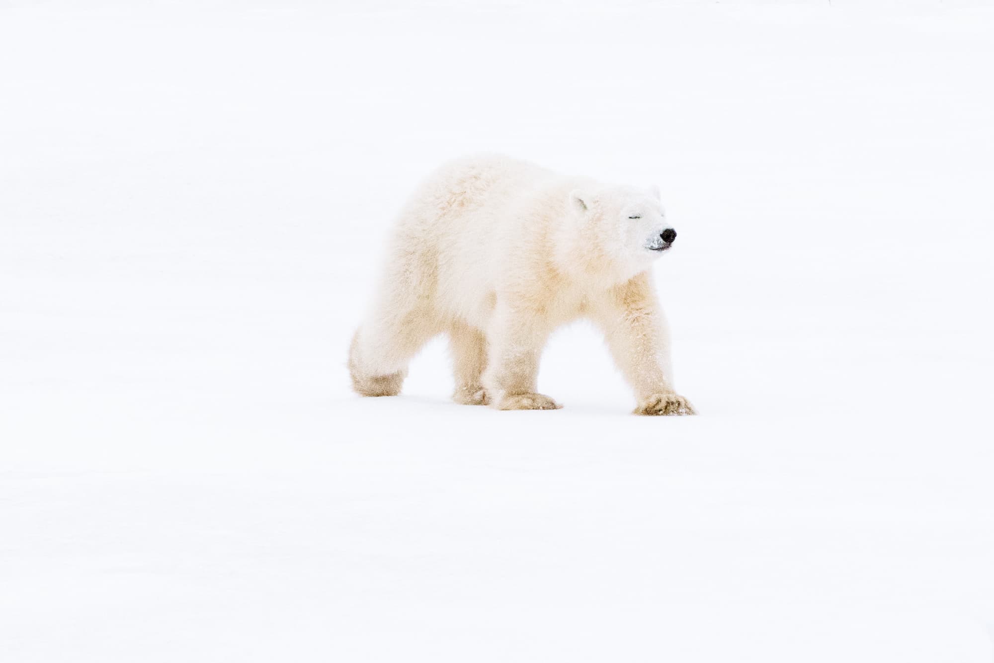 A polar bear walking across a snowfield.