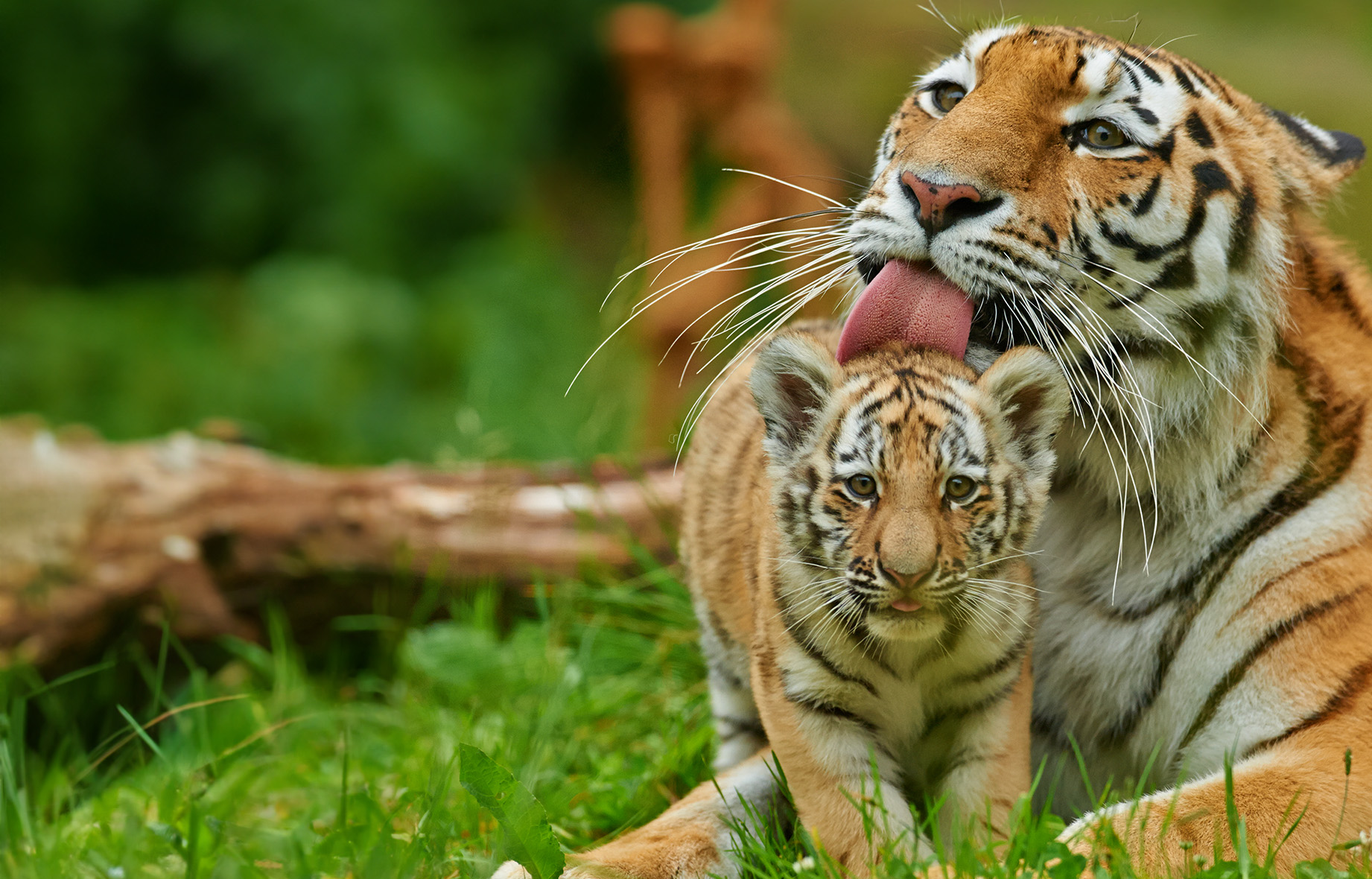 Mother tiger licking her tiger cub.