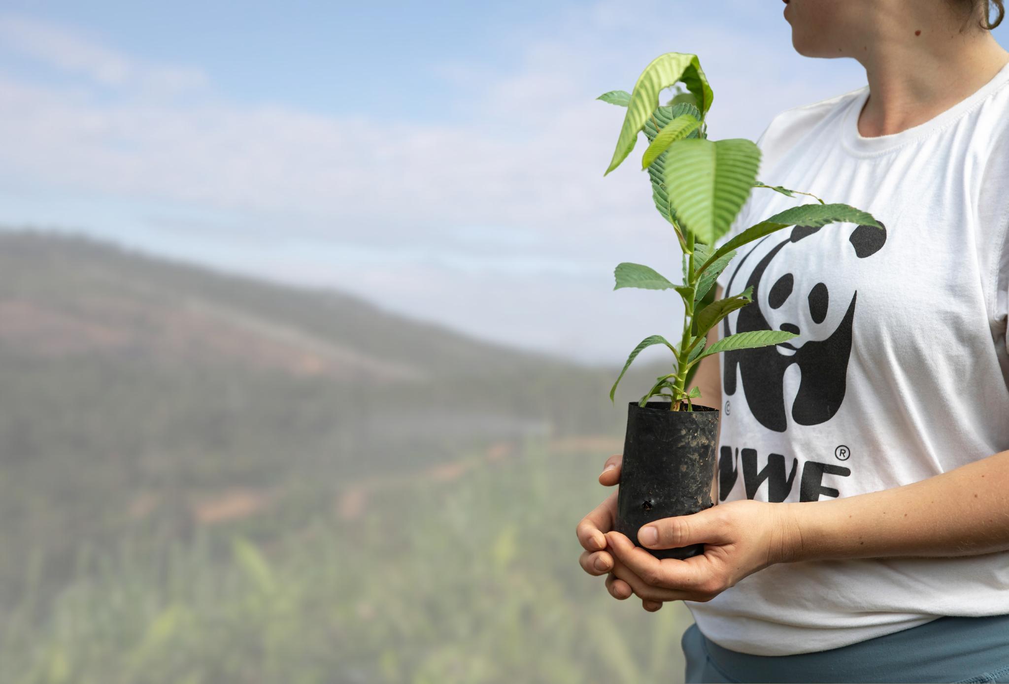 person in WWF t-shirt planting seedling in the Sabah Softwoods, Sabah, Borneo, Malaysia