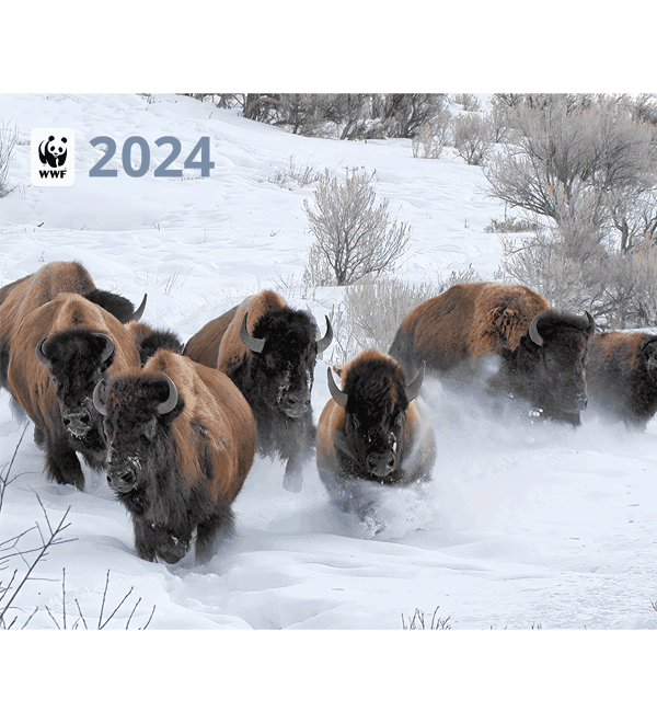 2024 WWF calendar cover with bison in the snow