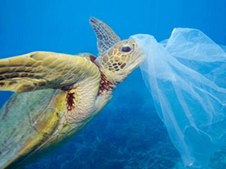 Plastic waste by a turtle