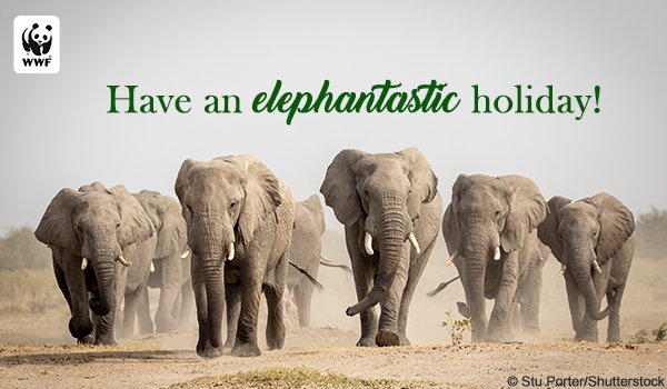 elephant herd ecard that says Have an elephantiastic holiday!