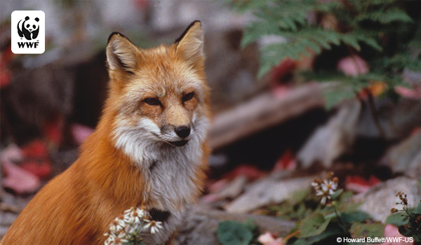 Red fox in the forest