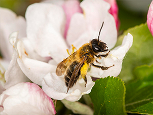 bee resting on flower