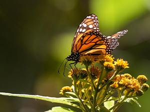 monarch butterfly resting on plants