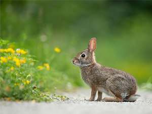 cotton-tailed rabbit next to flowers
