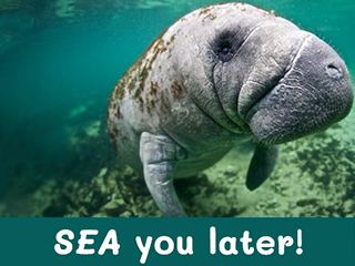 A cropped photo of a manatee that says SEA you later