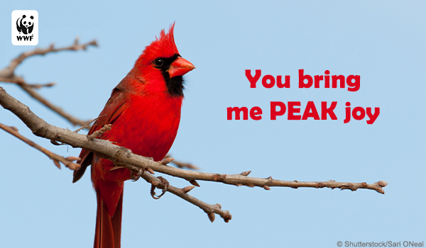 an ecard of a Northern cardinal hanging on a branch that says You bring me PEAK joy