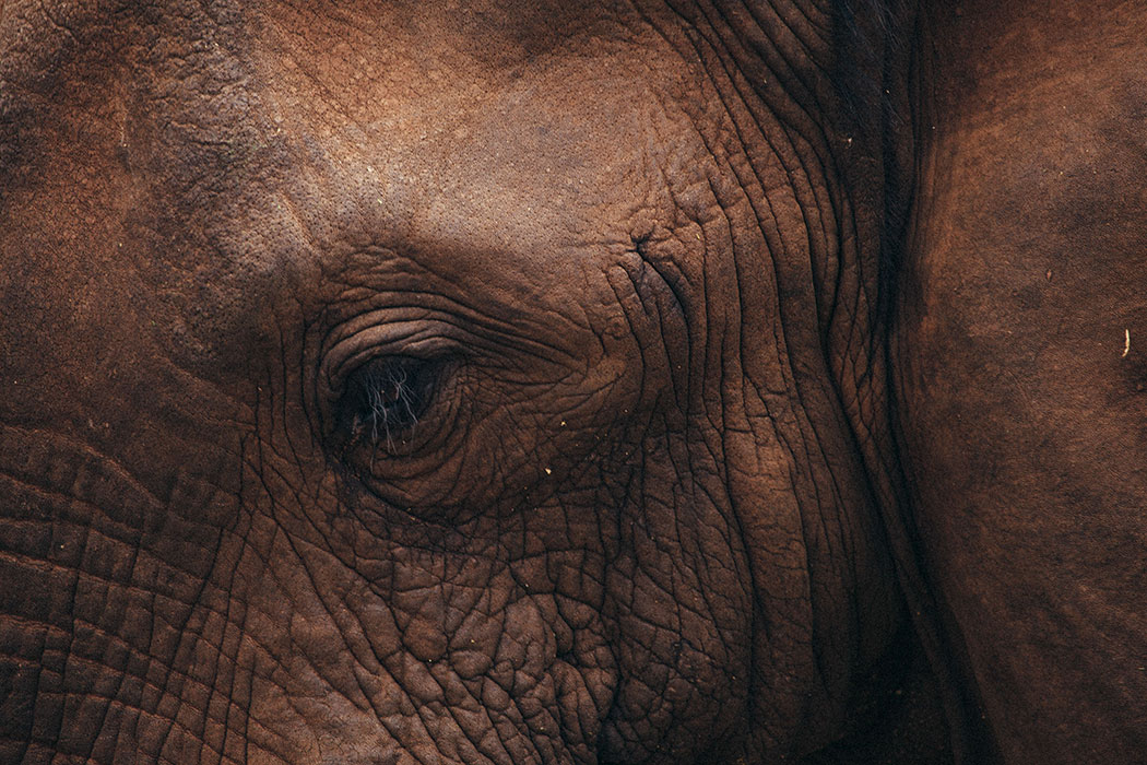 Closeup view of an elephant's eye.