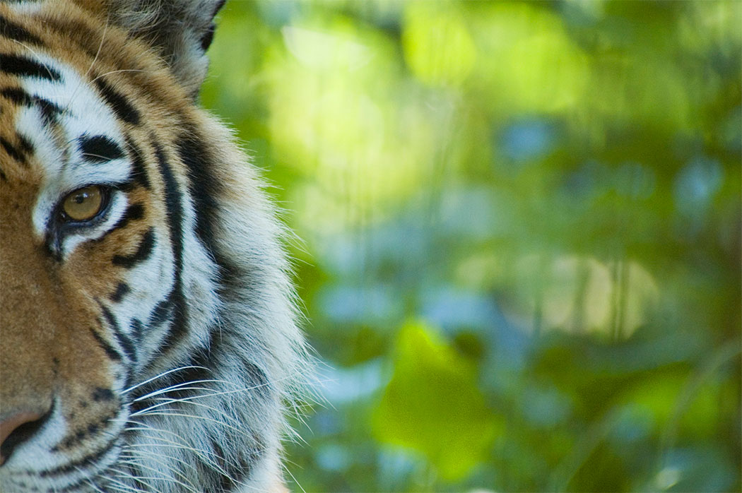 Protect Tigers by Switching to Forest-Friendly Products | World ...