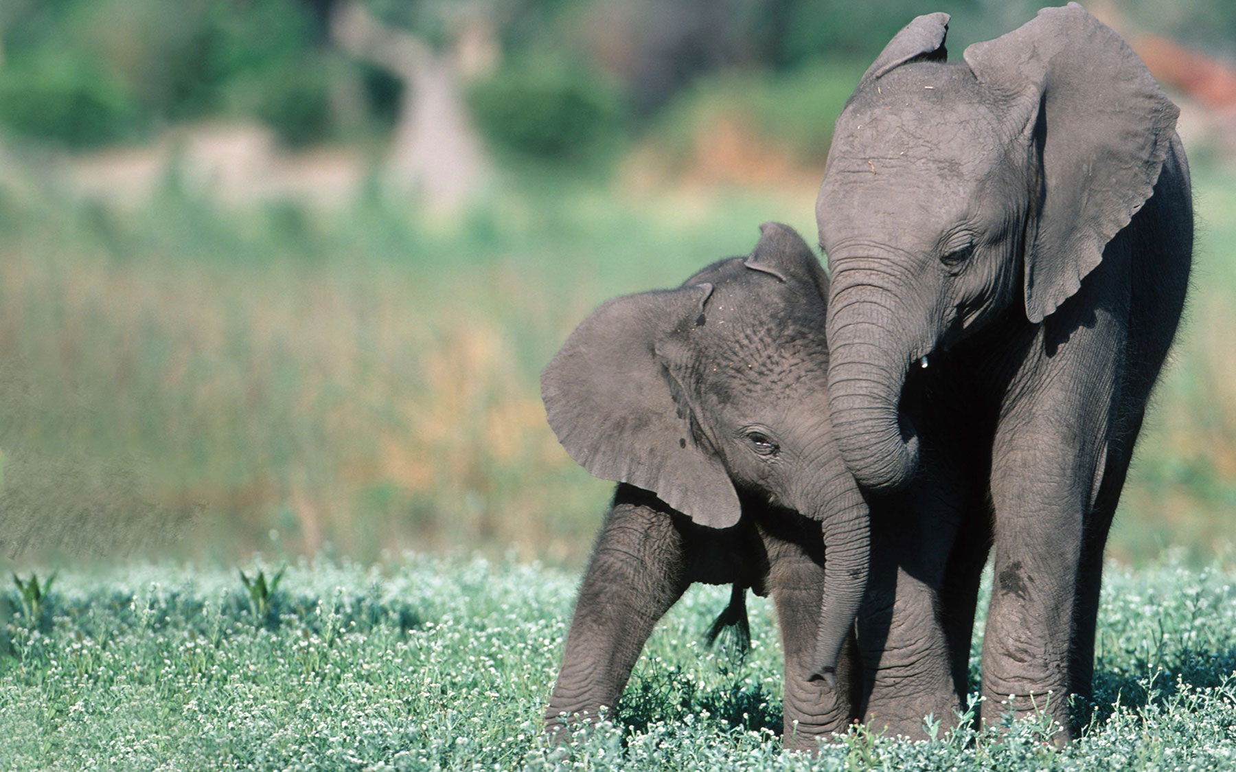 Elephant leaning against another elephant.
