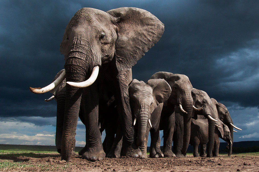 Elephants