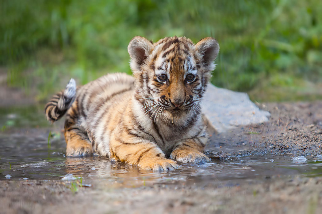 tiger cub