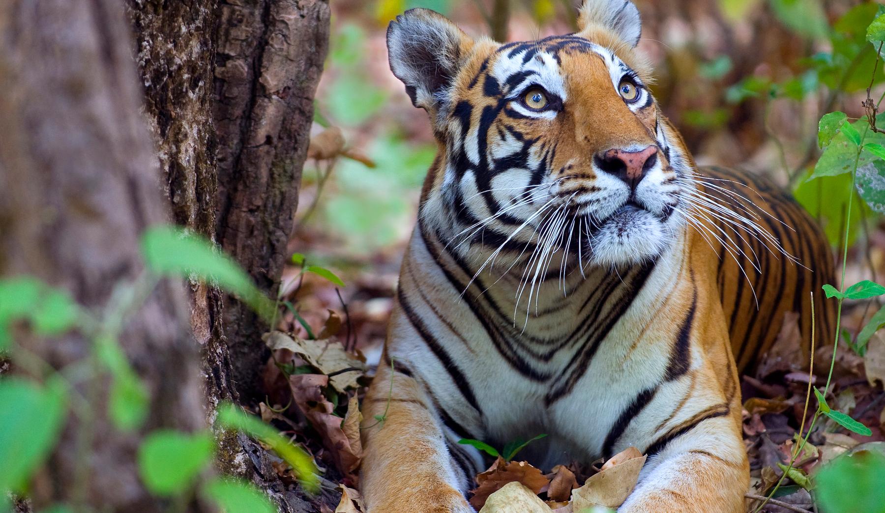 A Bengal tiger resting and looking up in a forest