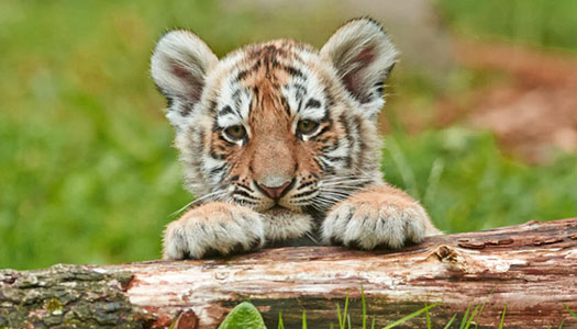 tiger cub resting on a log