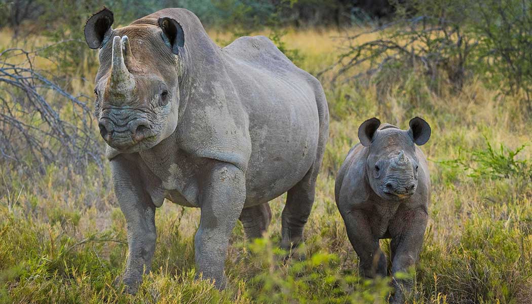 black rhino mother and calf standing together