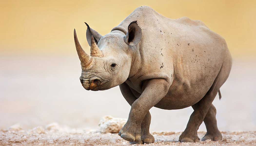 Black rhinoceros walking on salty plains of Etosha