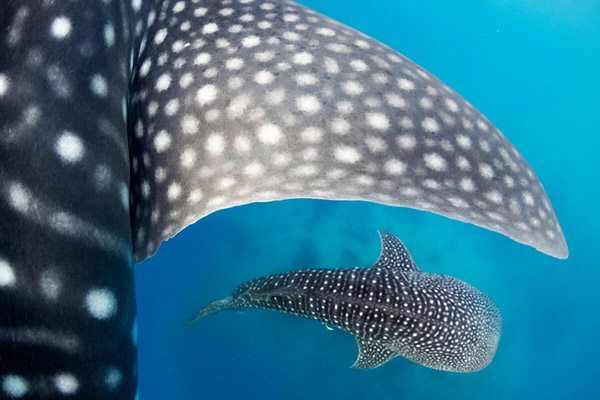 Whale sharks swimming