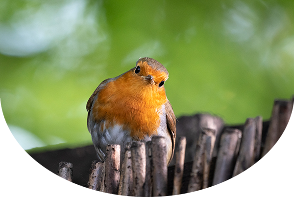 European robin