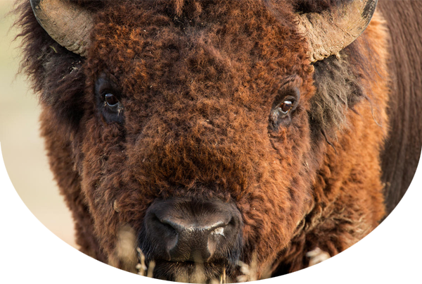 Close-up of bison's face