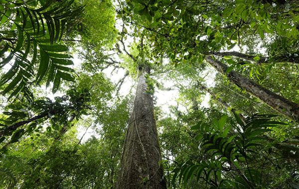 Rainforest, Brazil