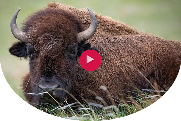 Bison sitting in the grass with a video play button over it