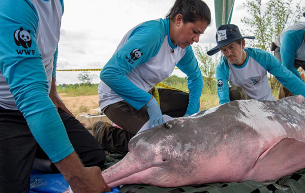 River dolphin swimming with its head above water