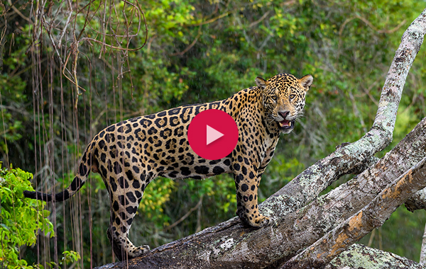 Jaguar resting on a tree with video logo on top