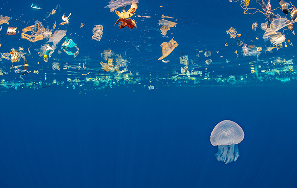 Jellyfish swims beneath a slick of plastic debris in Indian Ocean off Sri Lanka.