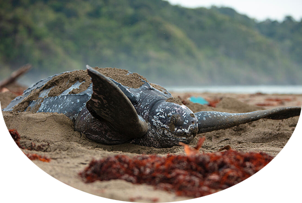 Leatherback sea turtle starting heading back to sea. Playona, Chocó, Colombia.